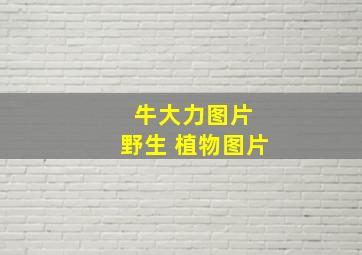 牛大力图片 野生 植物图片